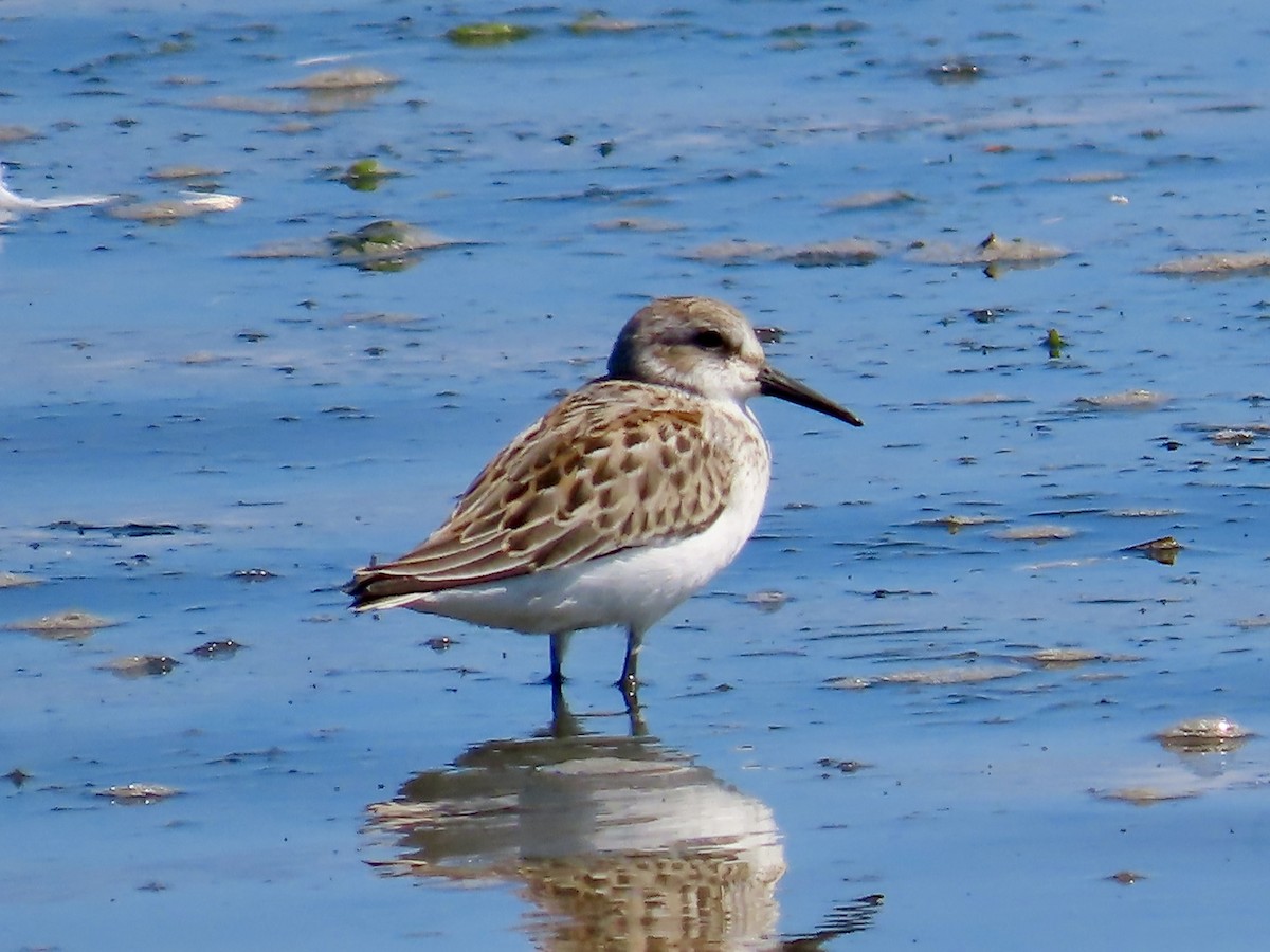 Western Sandpiper - J.J. Blue