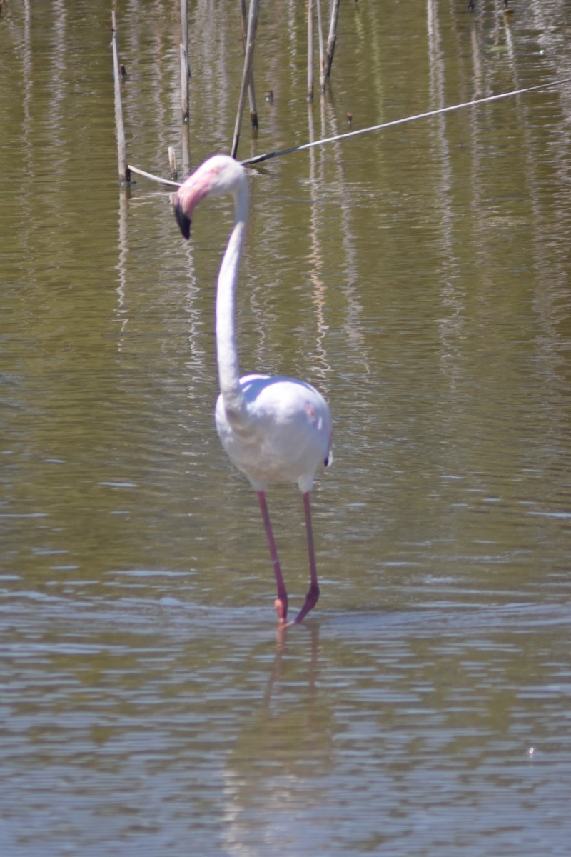 Greater Flamingo - Sergei Titov