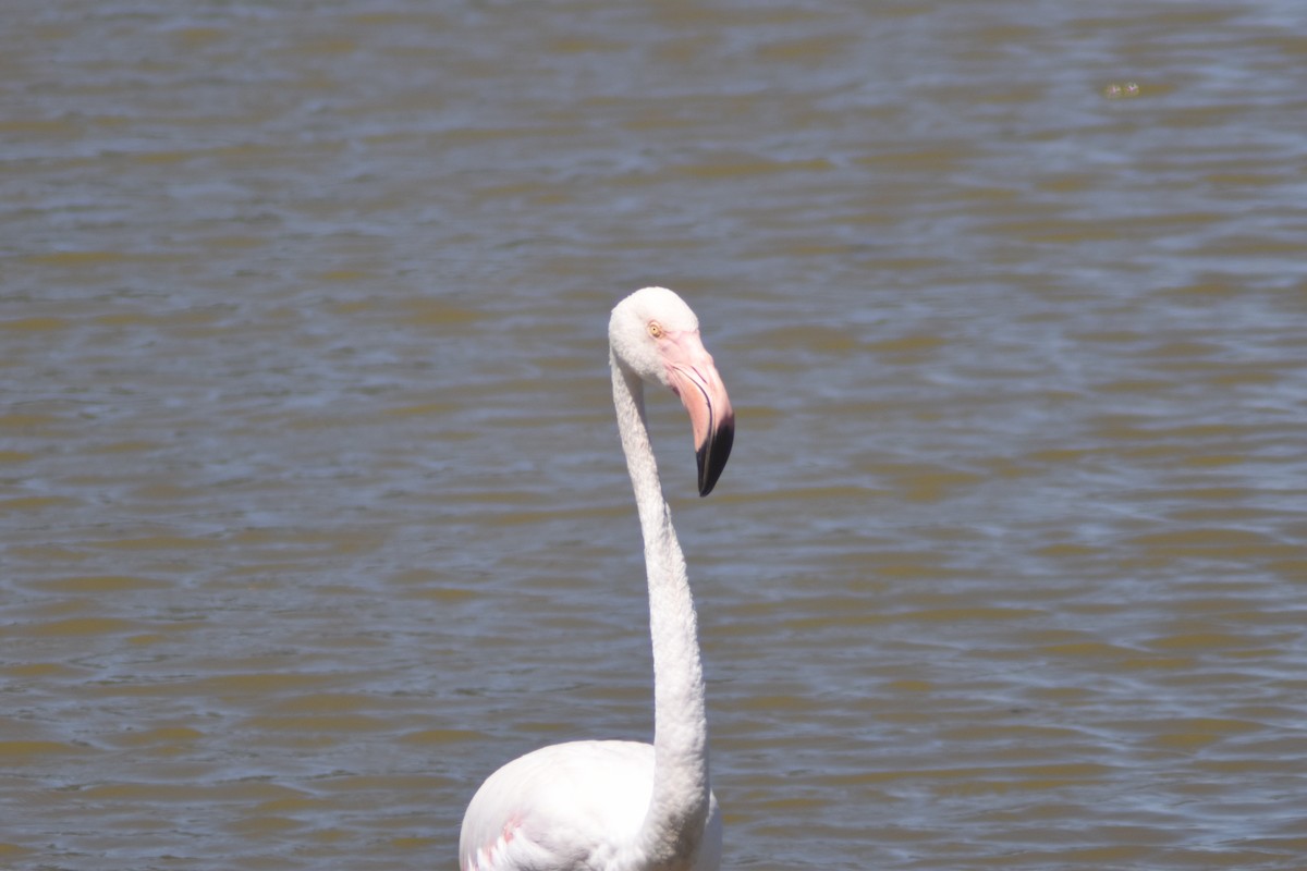 Greater Flamingo - ML602325331