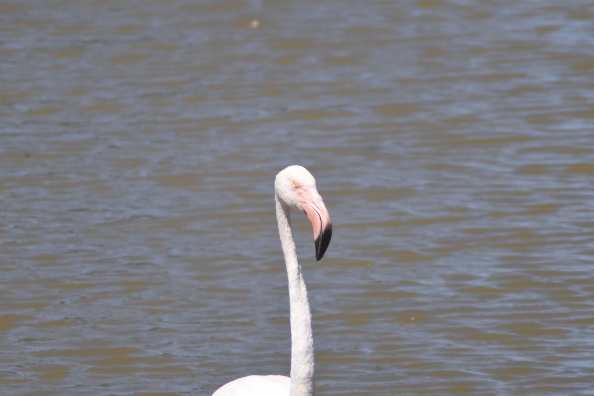 Greater Flamingo - ML602325341