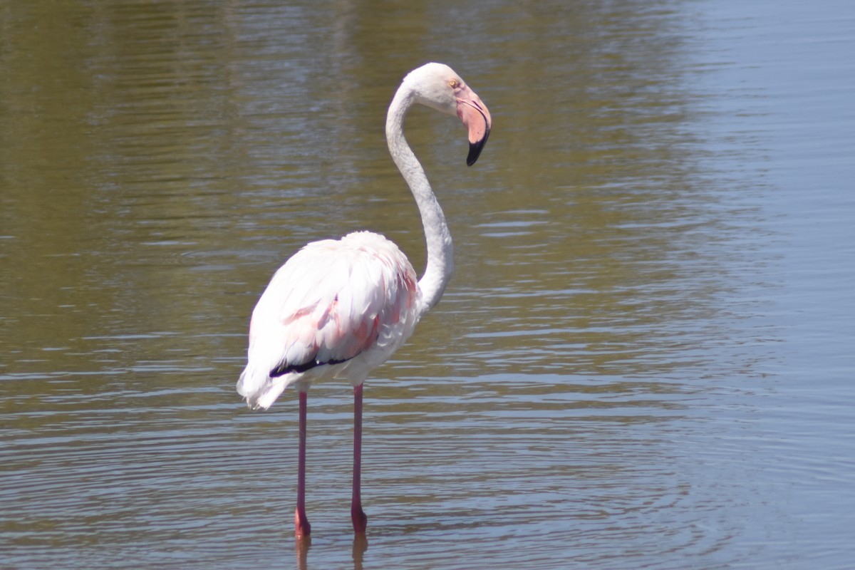 Greater Flamingo - ML602325351