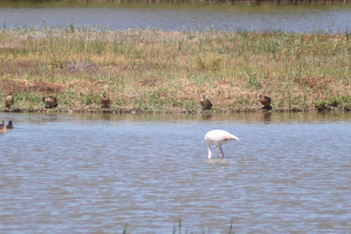 Greater Flamingo - ML602325361