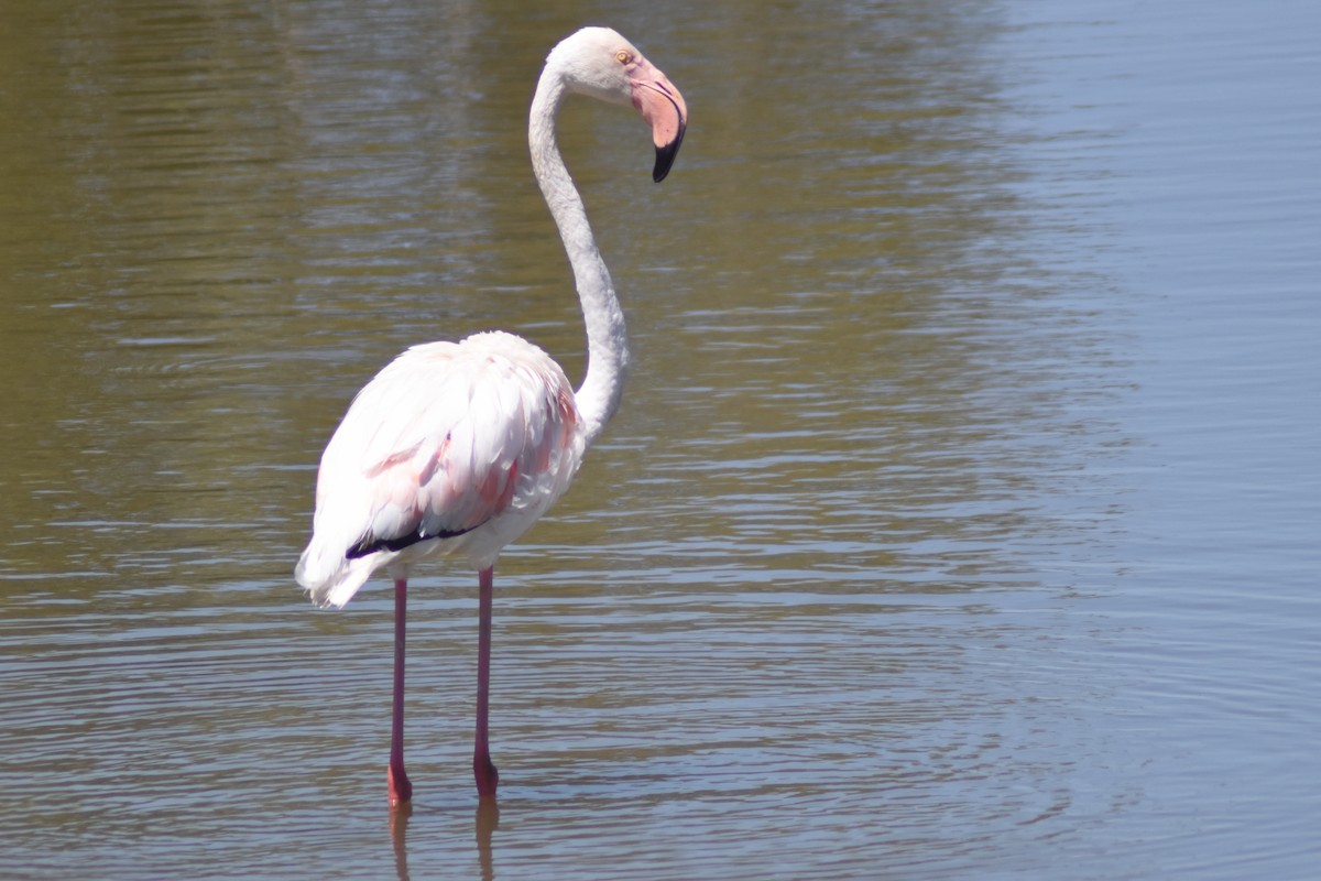 Greater Flamingo - ML602325371
