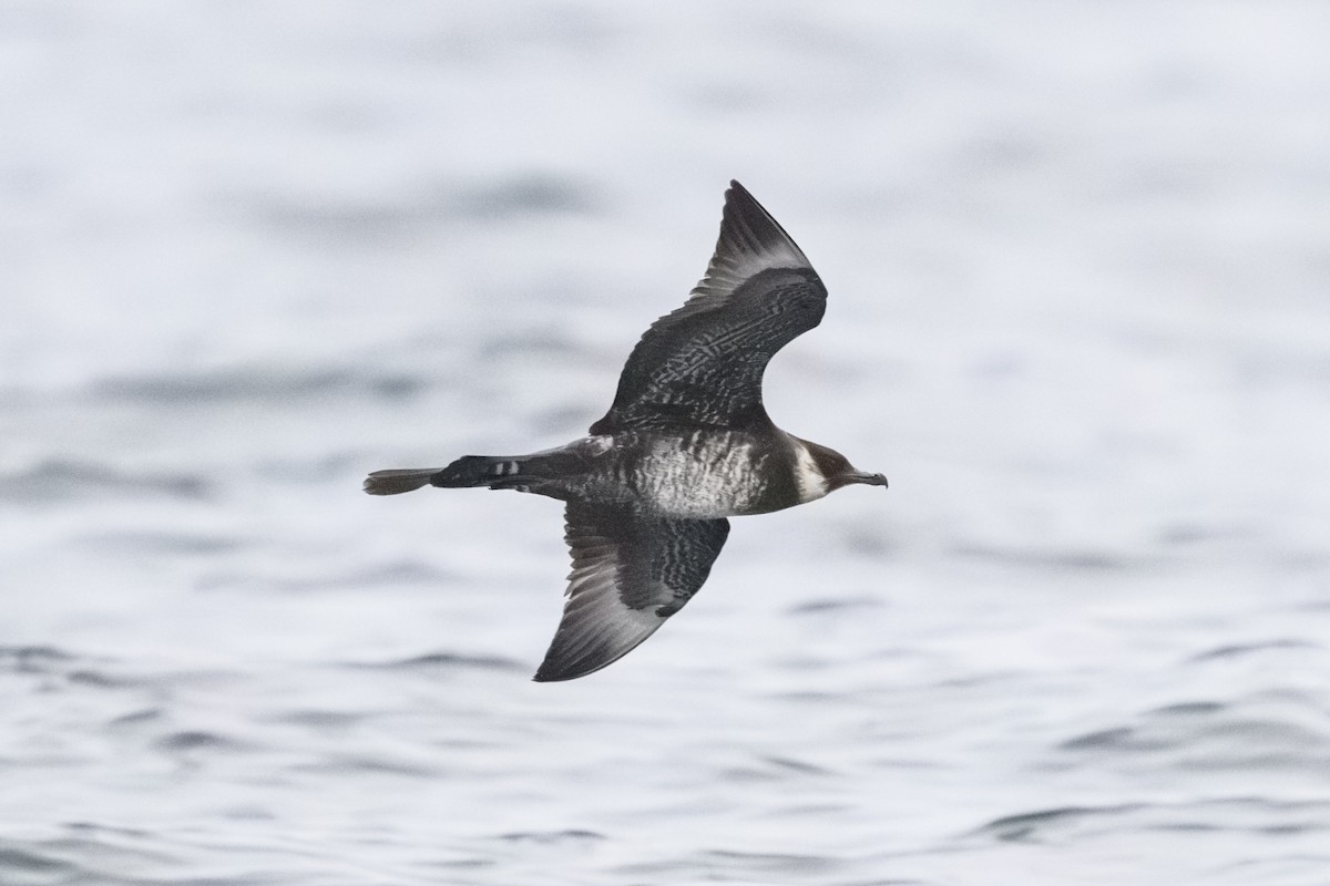 Pomarine Jaeger - Sébastien Roques