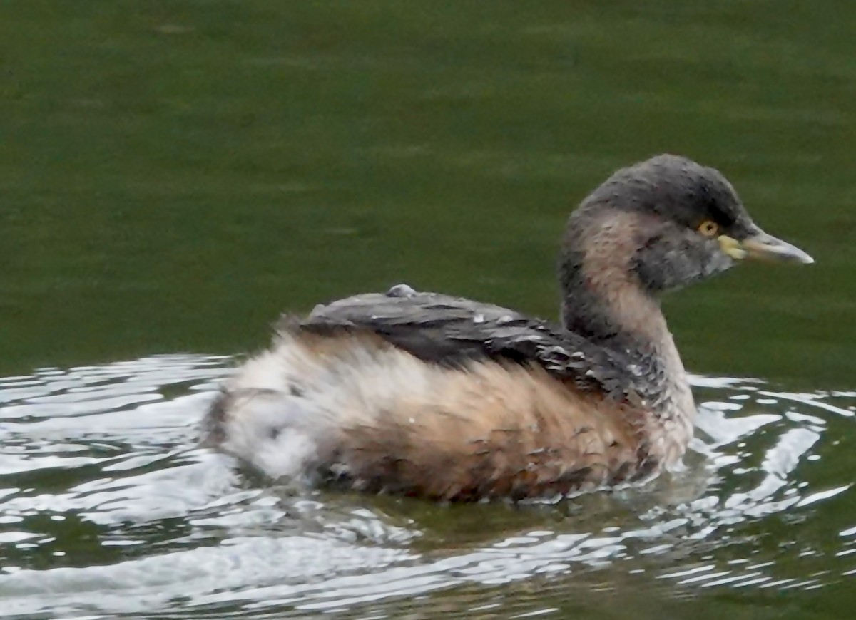 Australasian Grebe - john cull