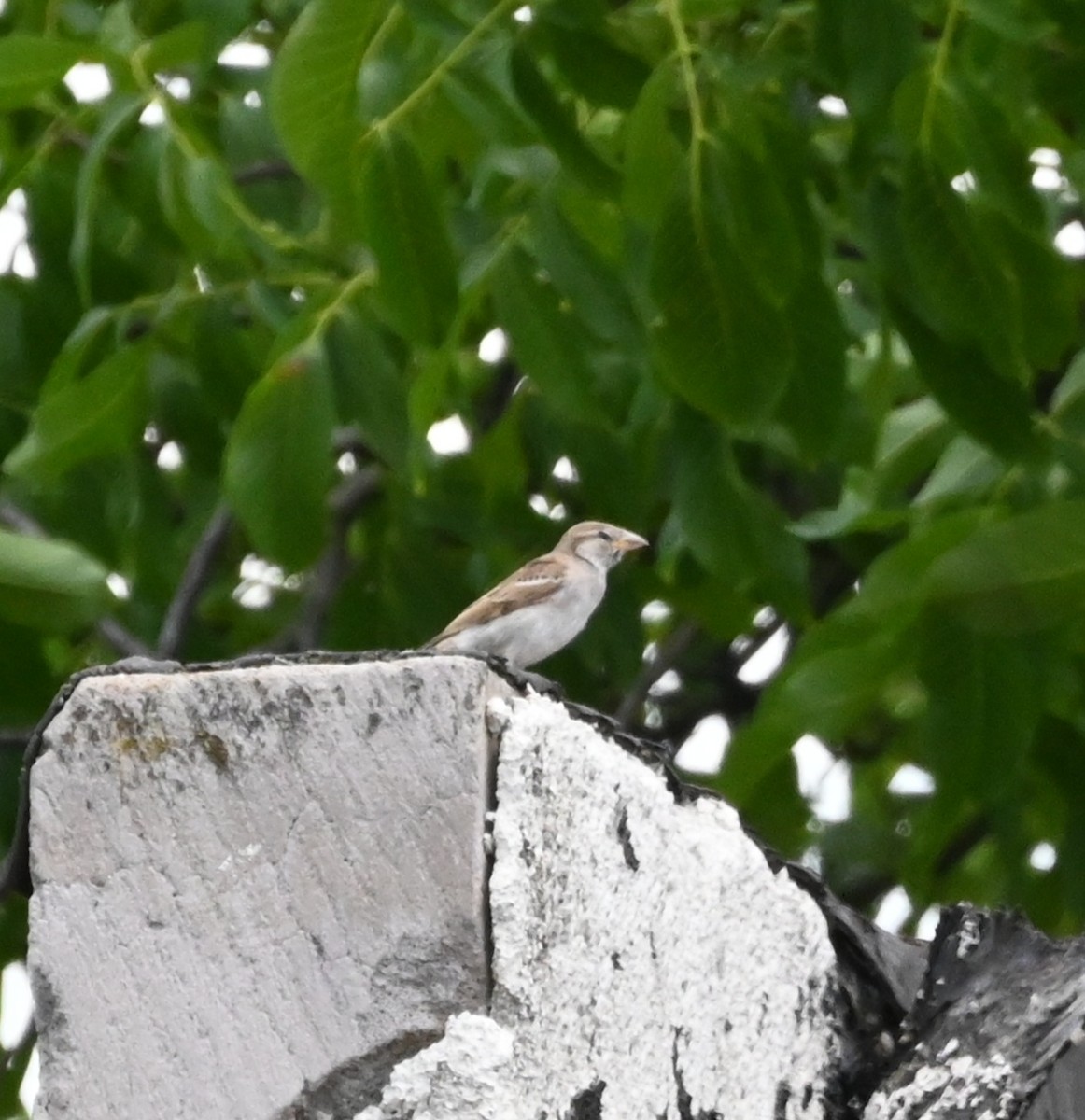 House Sparrow - ML602326381