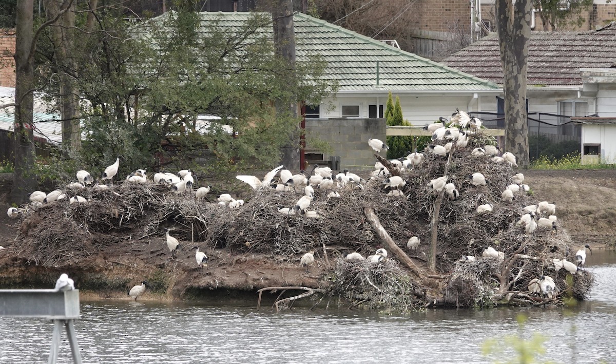 Australian Ibis - ML602326401