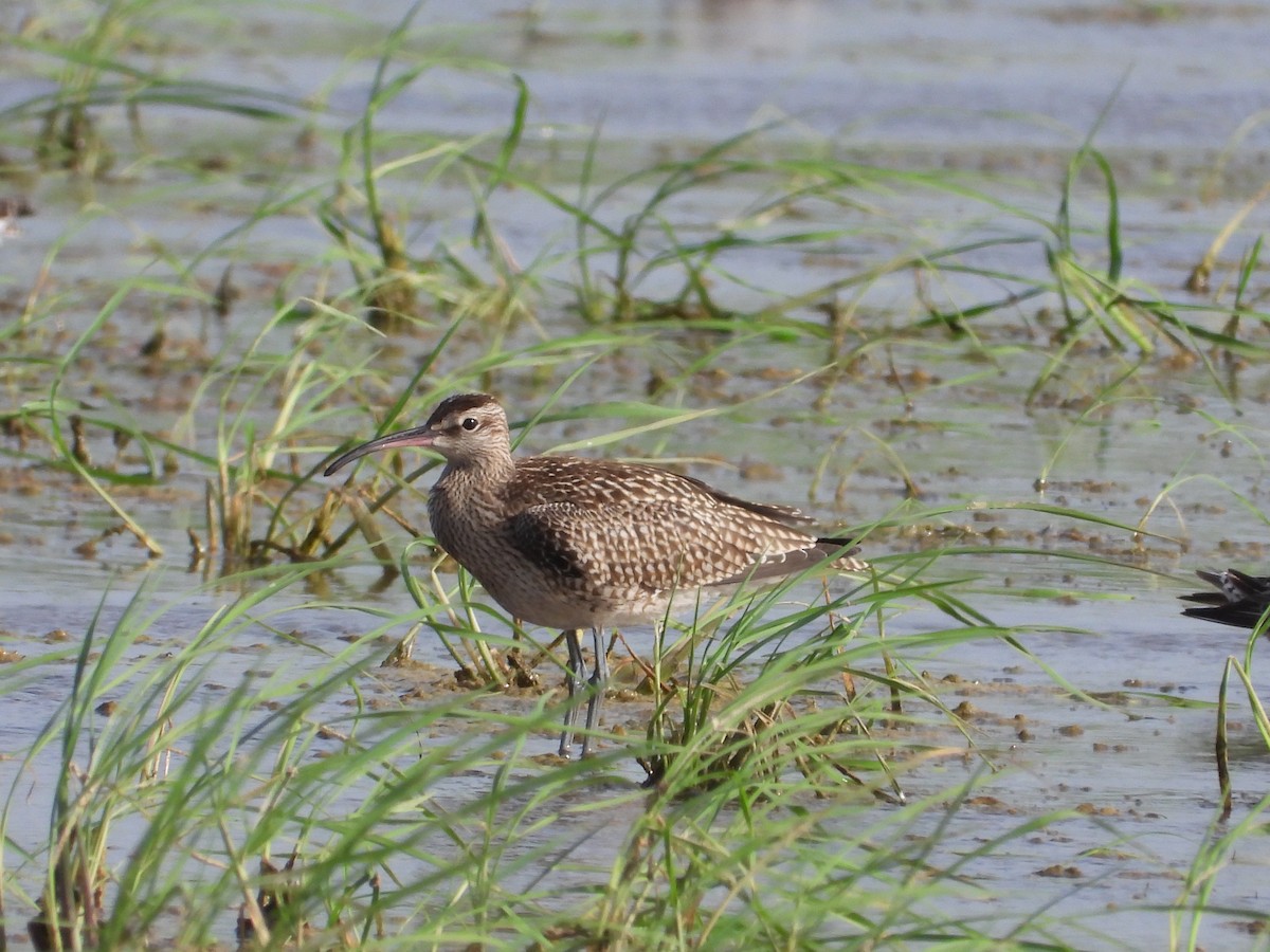 Whimbrel - biel miquel