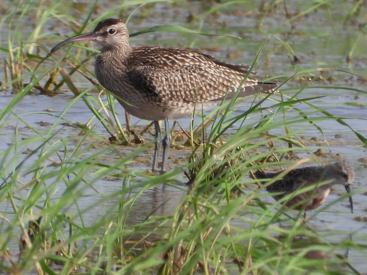 Whimbrel - biel miquel