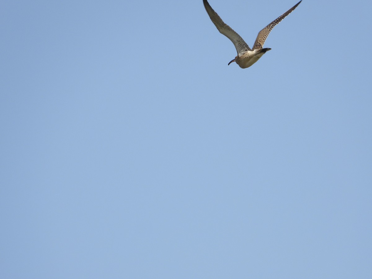 Whimbrel - biel miquel