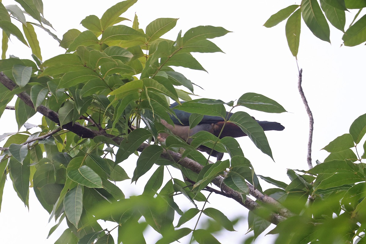 Pacific Imperial-Pigeon - ML602328461