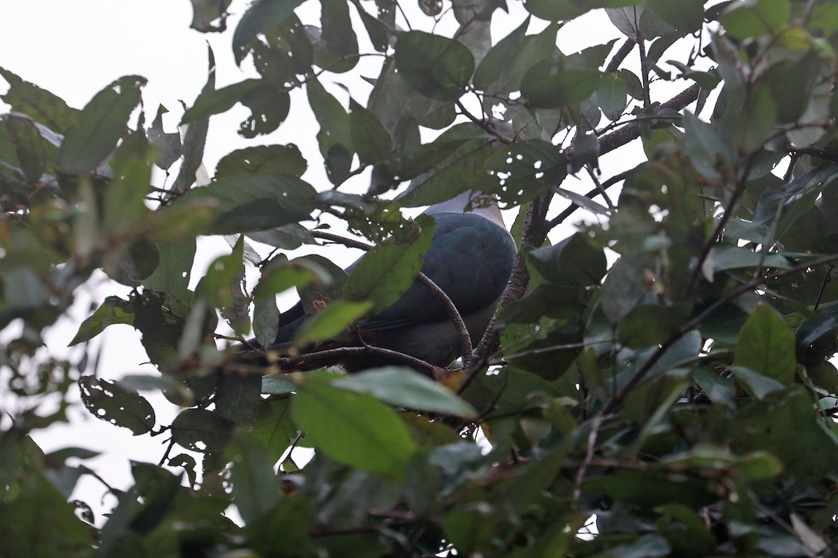 Pacific Imperial-Pigeon - ML602328471