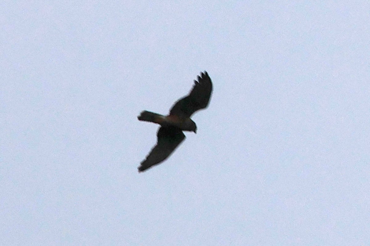 Swamp Harrier - ML602329431