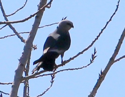 Mississippi Kite - sam hough