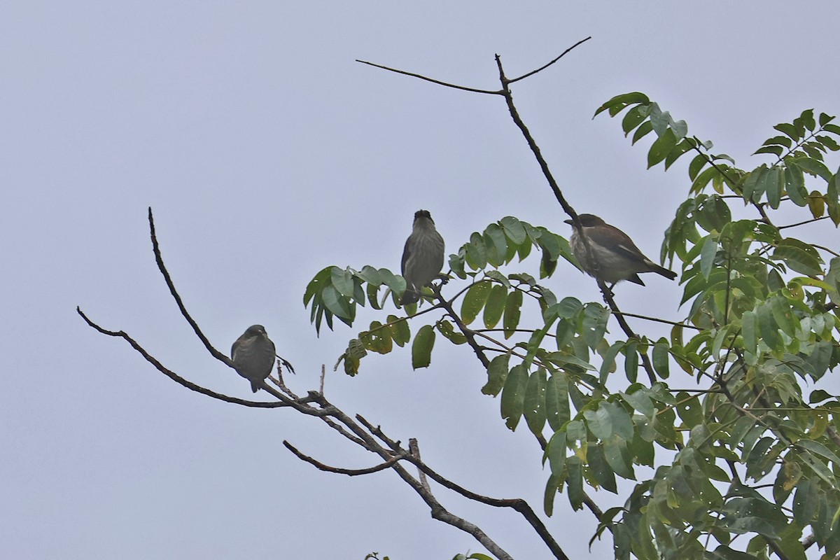 Polynesian Starling - ML602329721