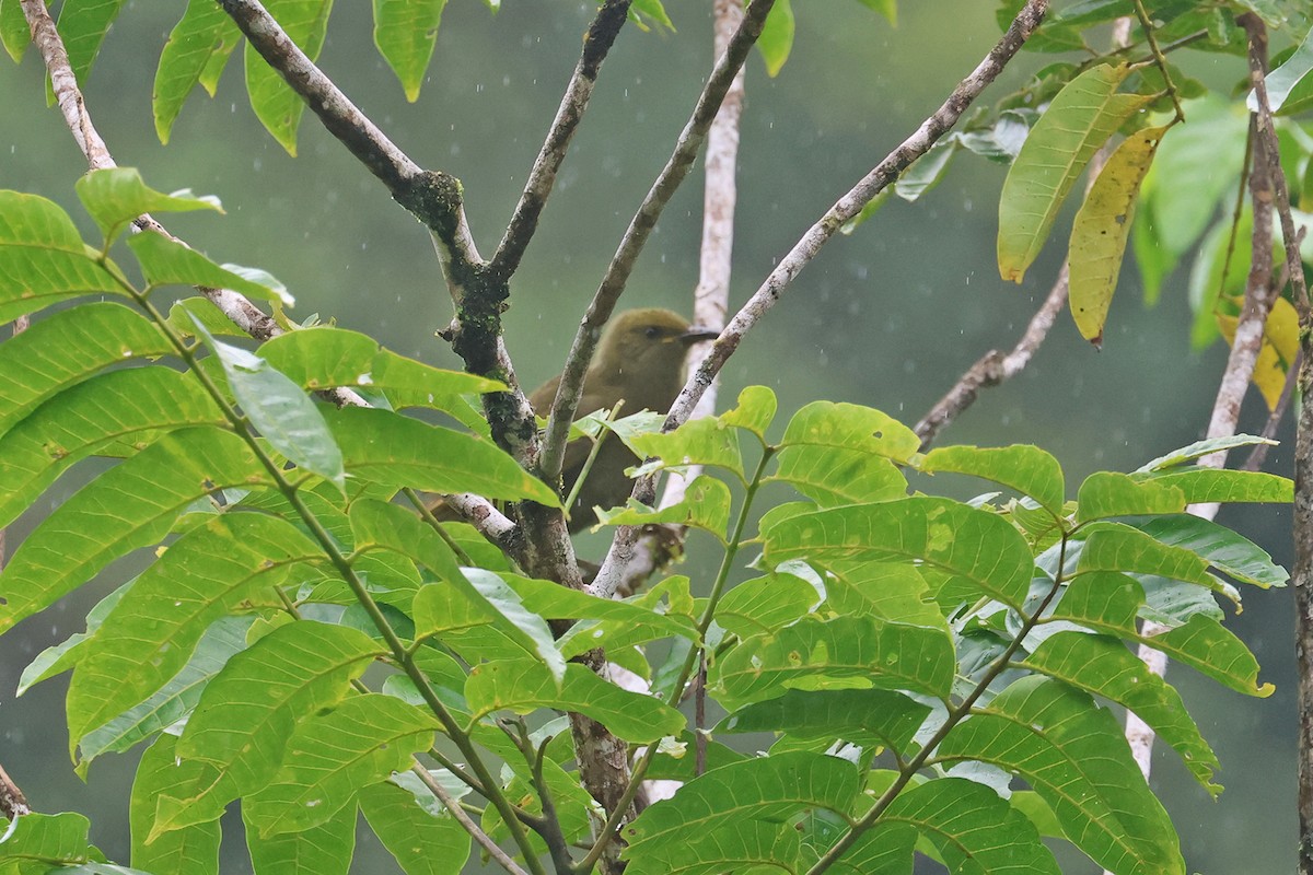 Duetting Giant-Honeyeater - ML602329801
