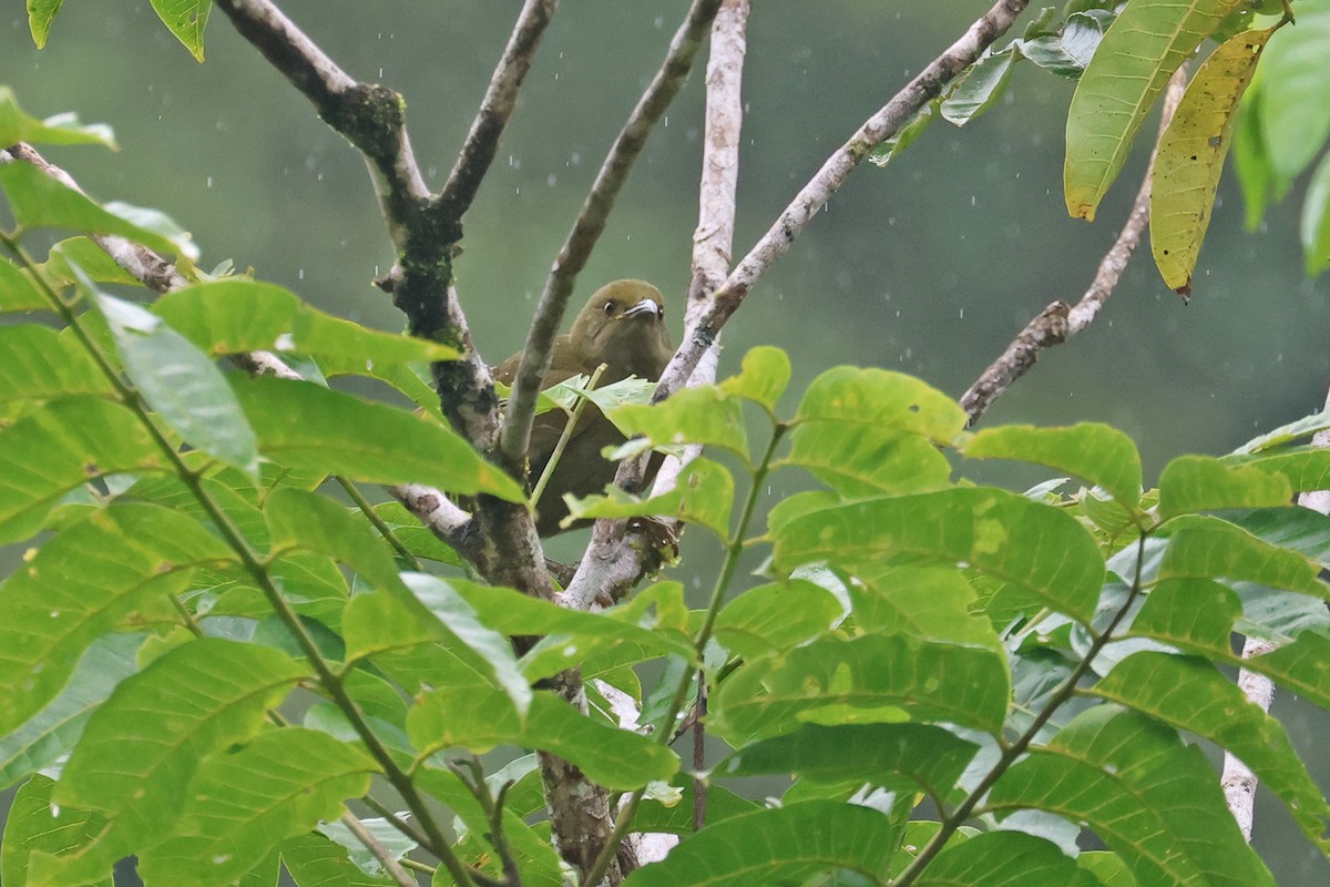 Duetting Giant-Honeyeater - ML602329821