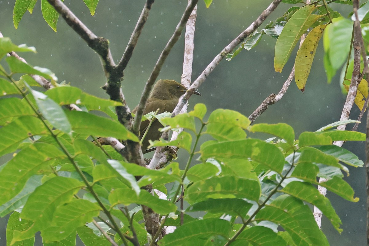 Duetting Giant-Honeyeater - ML602329861
