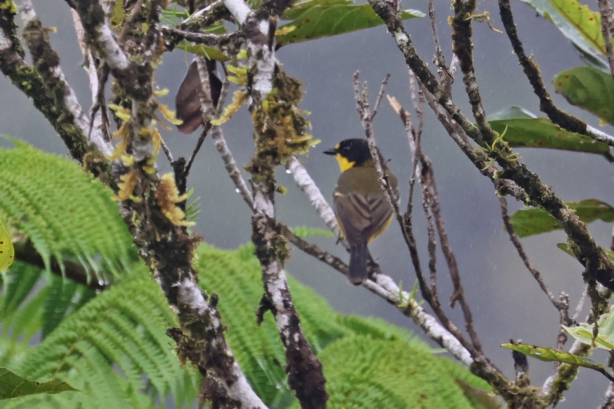 Yellow-throated Fiji Whistler - ML602329941