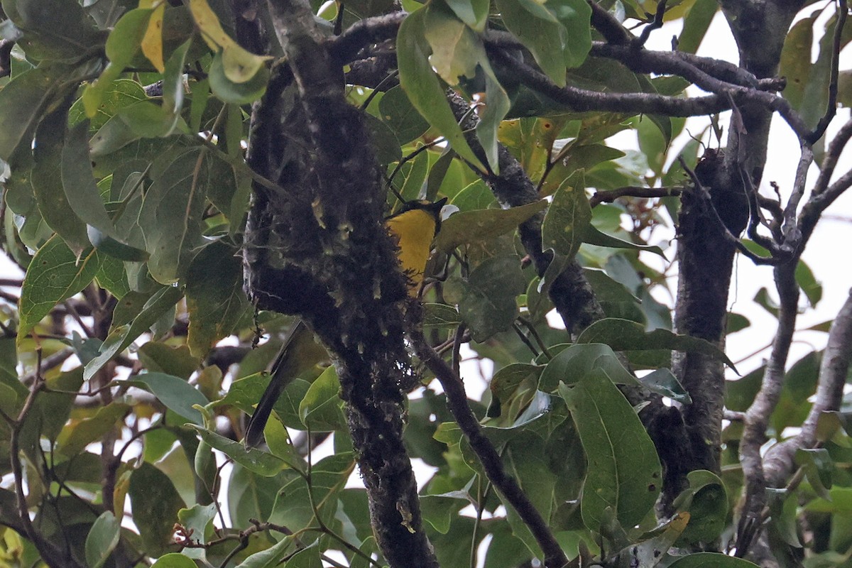 Yellow-throated Fiji Whistler - ML602329951