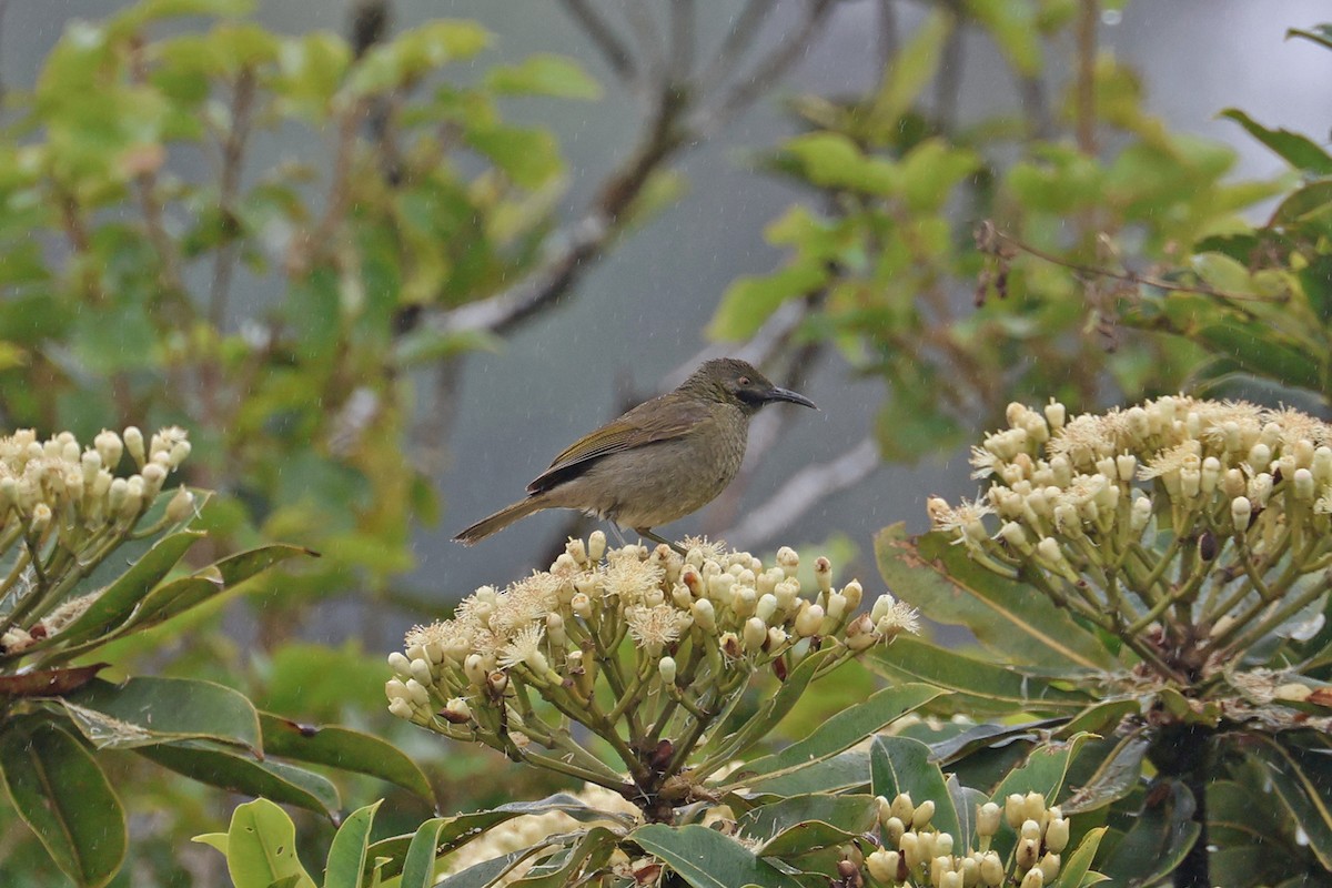 Western Wattled-Honeyeater - ML602329961