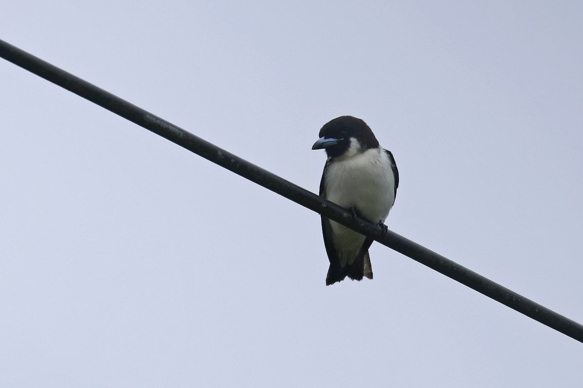 Fiji Woodswallow - ML602329991