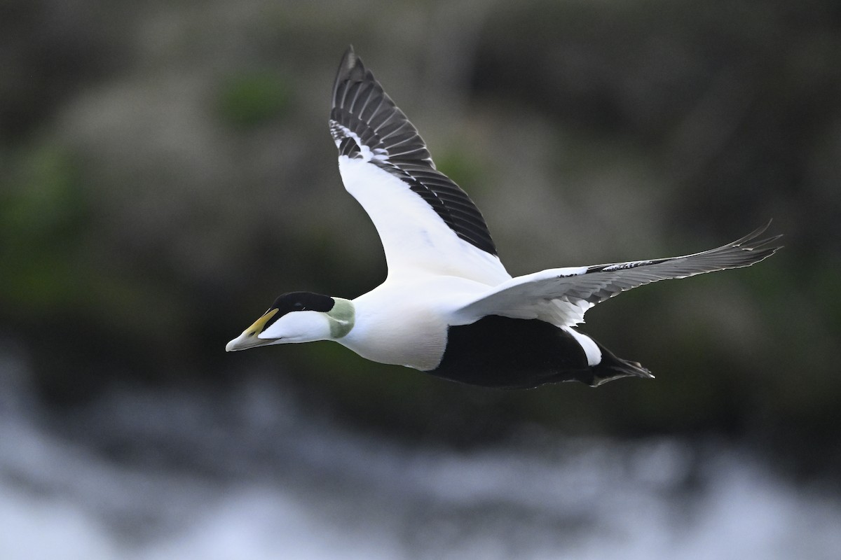 Common Eider - ML602330061