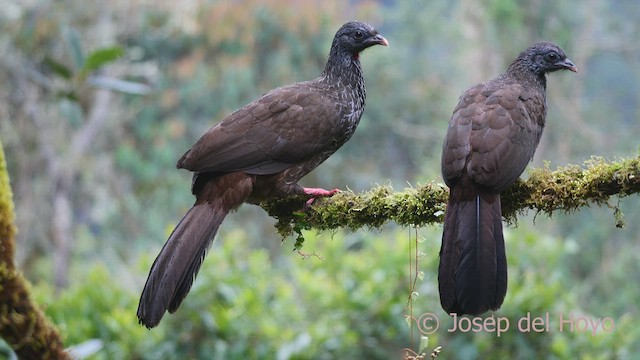 Andean Guan - ML602331251