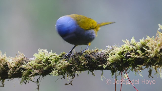 Tangara à tête bleue - ML602333321