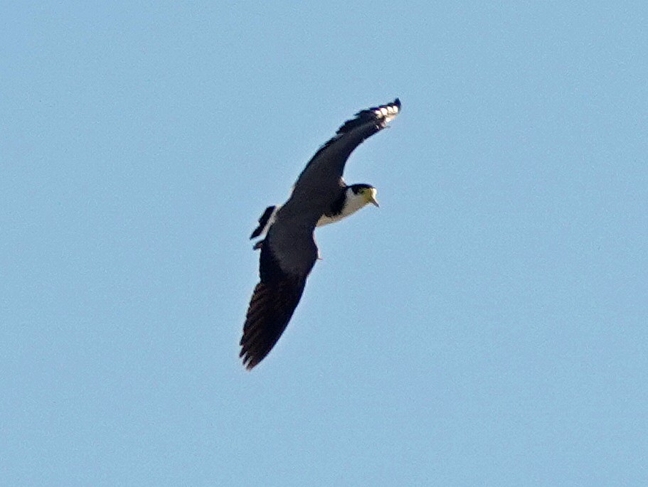 Masked Lapwing - ML602334901