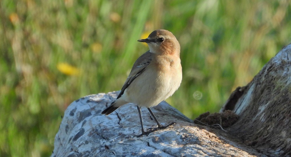 Northern Wheatear - ML602336101