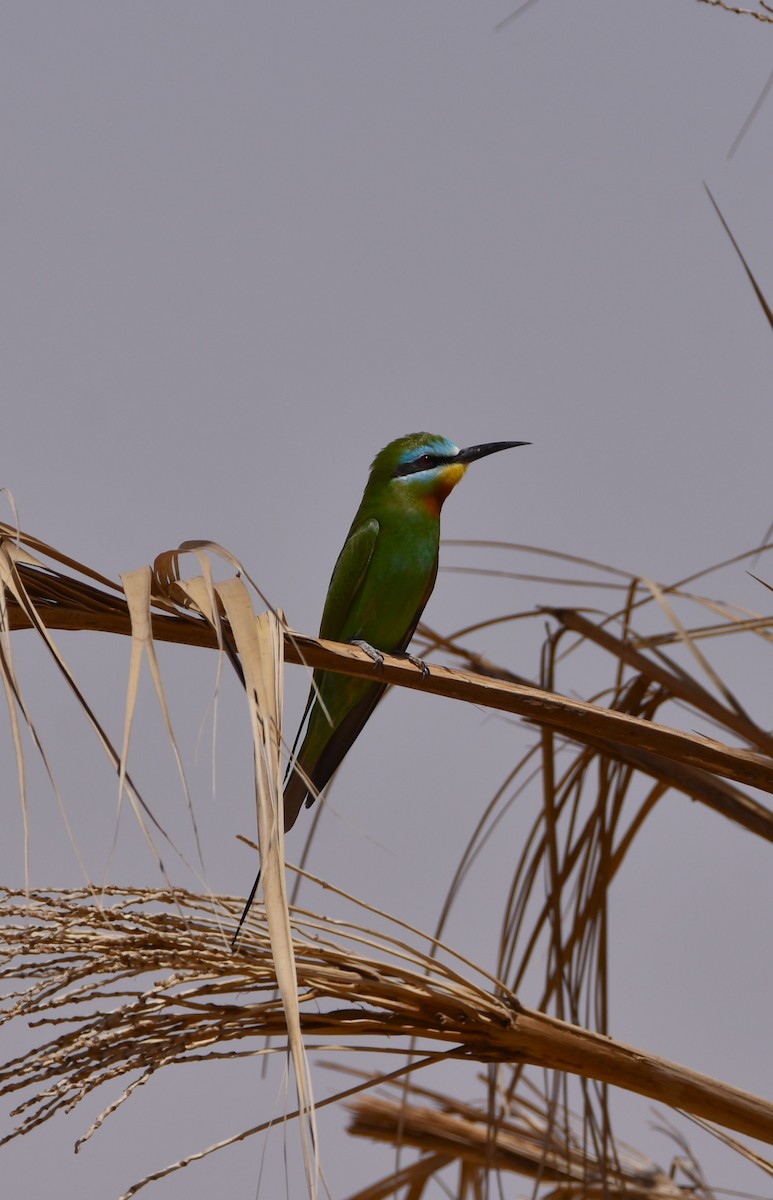 Blue-cheeked Bee-eater - ML602336511