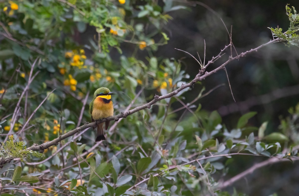 Little Bee-eater - ML602336781