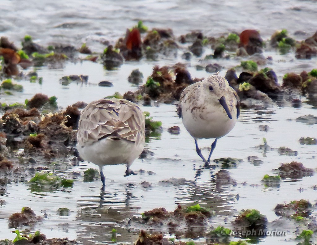 Sanderling - ML602337171