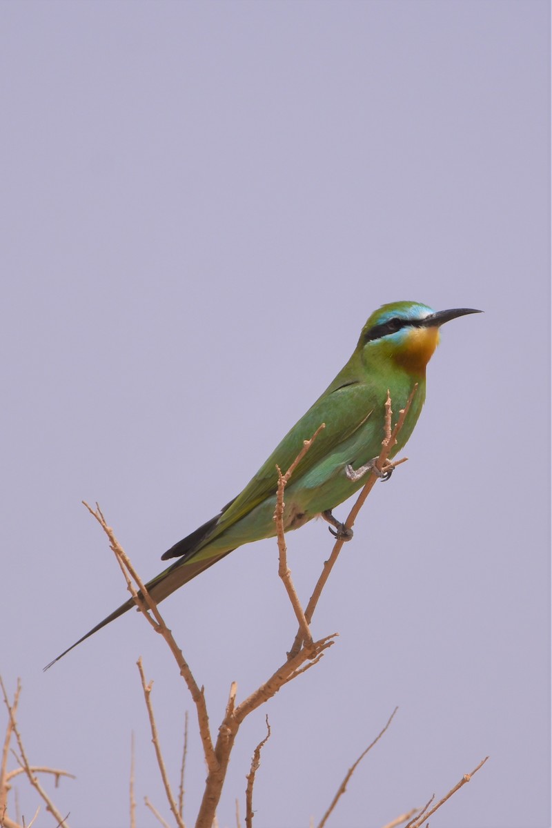 Blue-cheeked Bee-eater - ML602337321