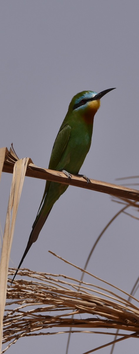 Blue-cheeked Bee-eater - ML602337431