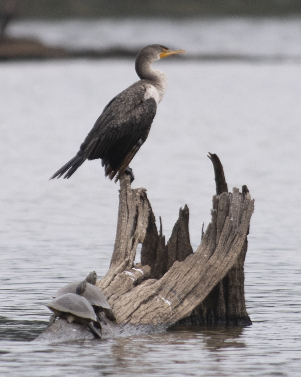 Cormoran à aigrettes - ML602338041