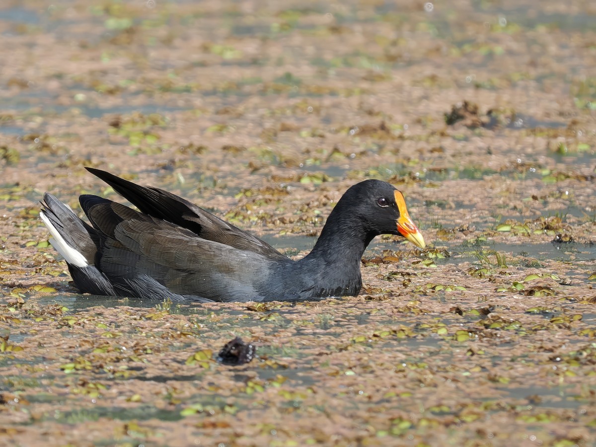 Dusky Moorhen - Len and Chris Ezzy