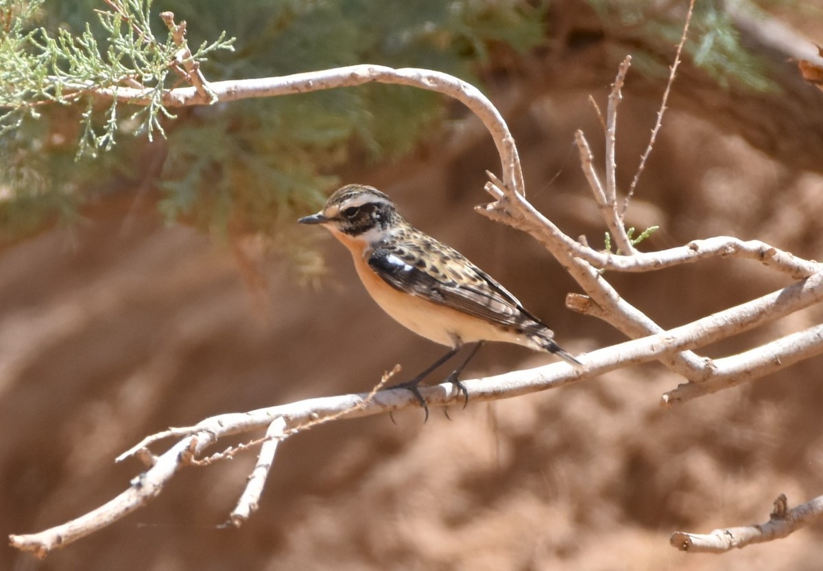 Whinchat - ML602339731