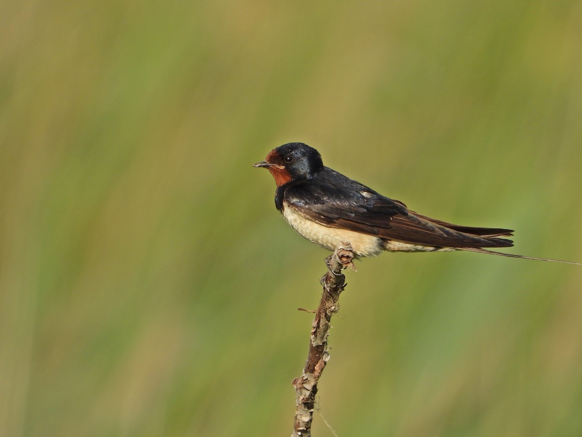 Barn Swallow - ML602339921