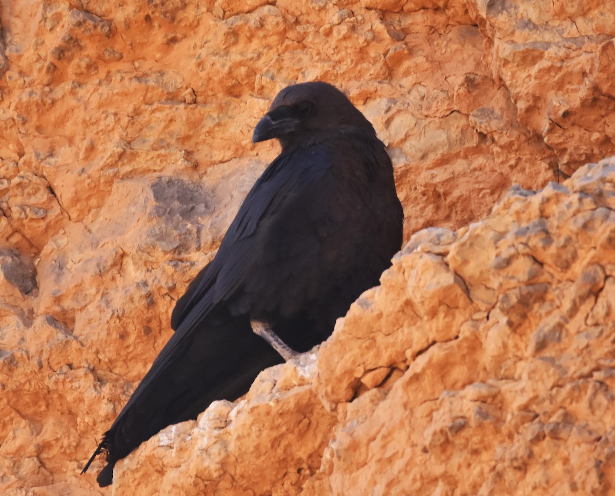 Brown-necked Raven - ML602340071