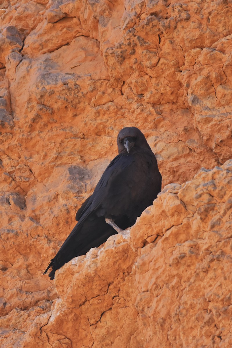 Brown-necked Raven - ML602340211