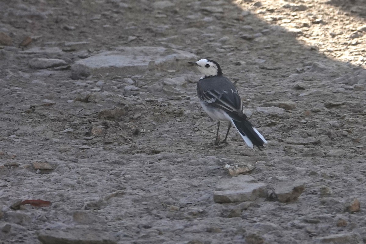 White Wagtail - Vincent PERRIN