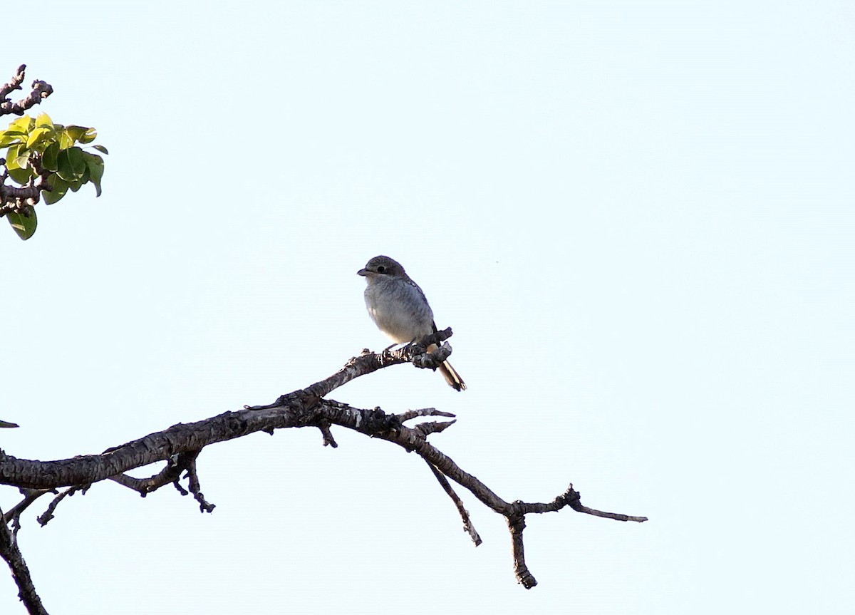 Woodchat Shrike - ML602341971