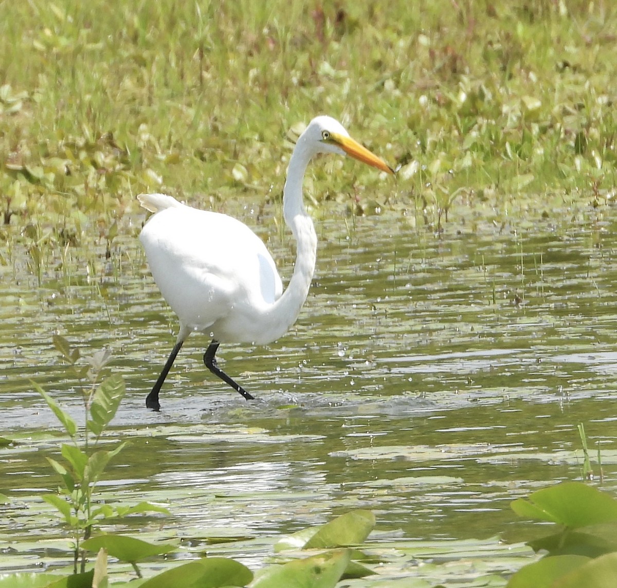 Great Egret - ML602342111