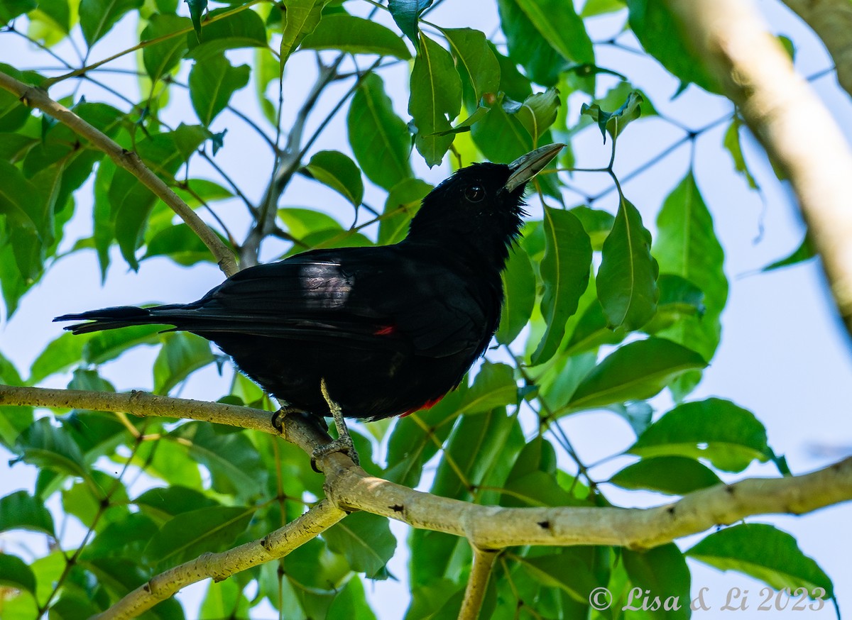 Javan Oriole - Lisa & Li Li