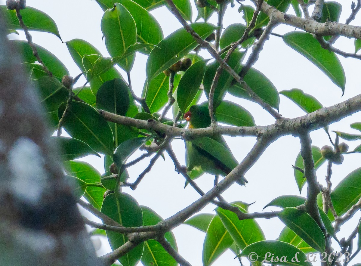 Yellow-throated Hanging-Parrot - Lisa & Li Li