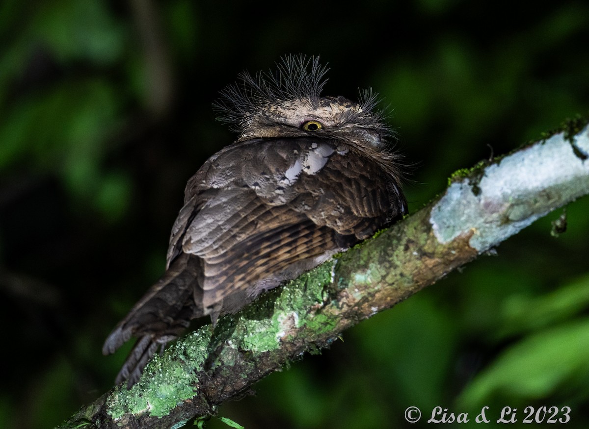 Javan Frogmouth - ML602343741