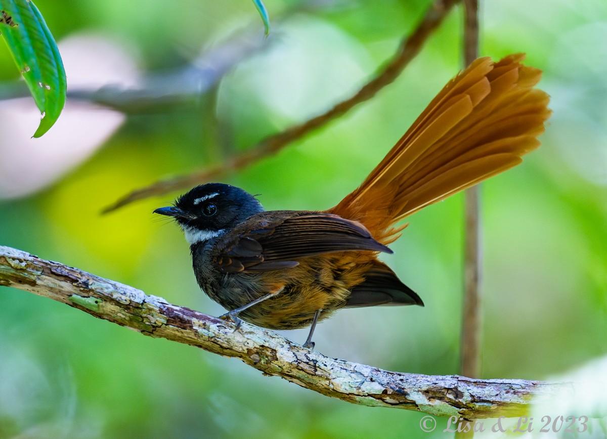 Rufous-tailed Fantail - ML602344041