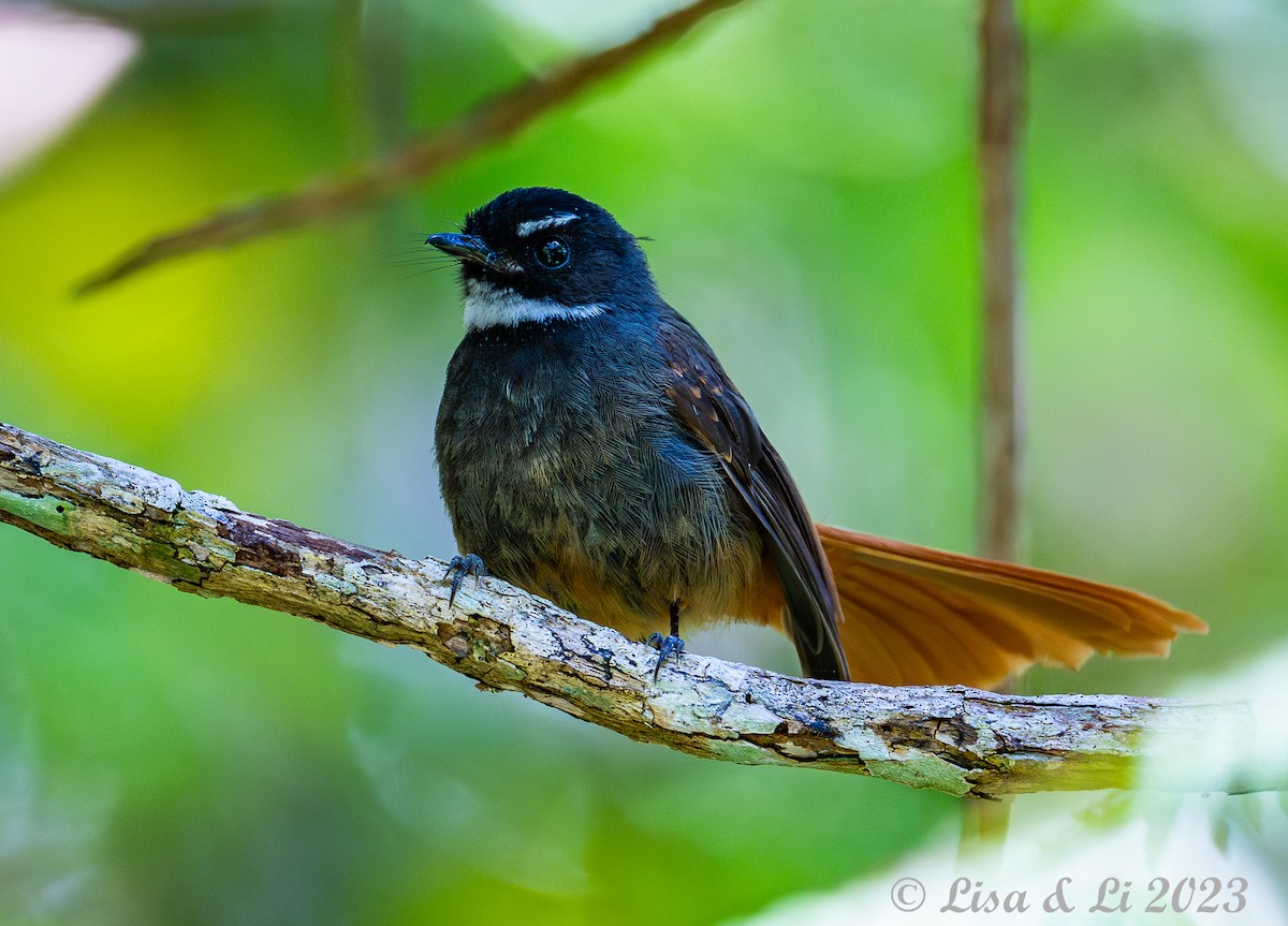 Rufous-tailed Fantail - ML602344081